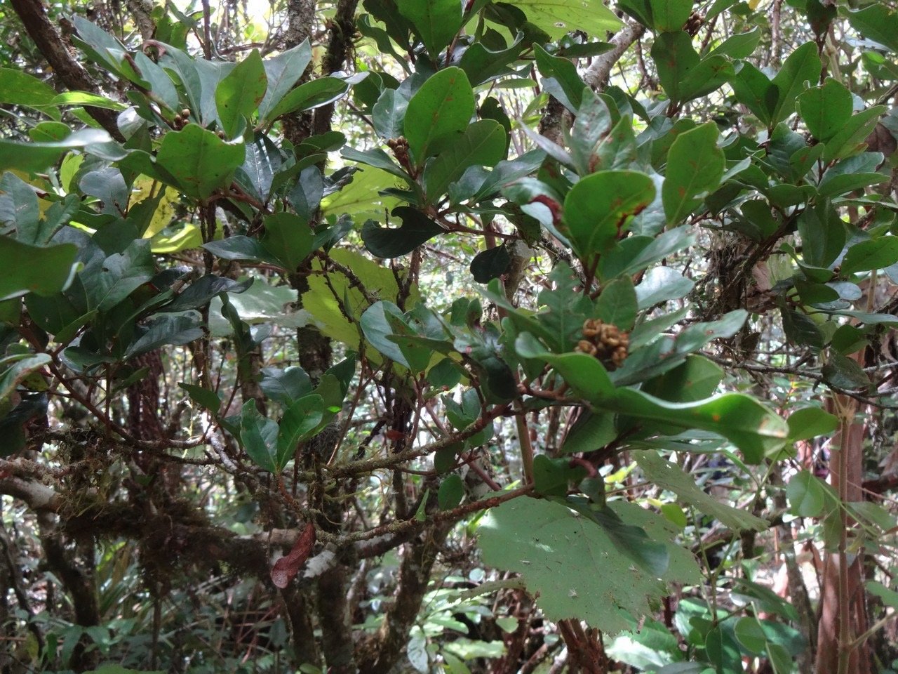 33 2 Doratoxylon apelatum Bois de gaulette Sapindacee  DSC07010
