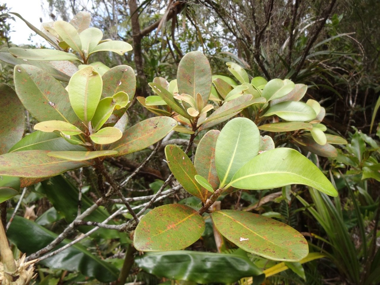 40 1 Sideroxylon borbonica Bois de fer bâtard Sapotacée DSC07049