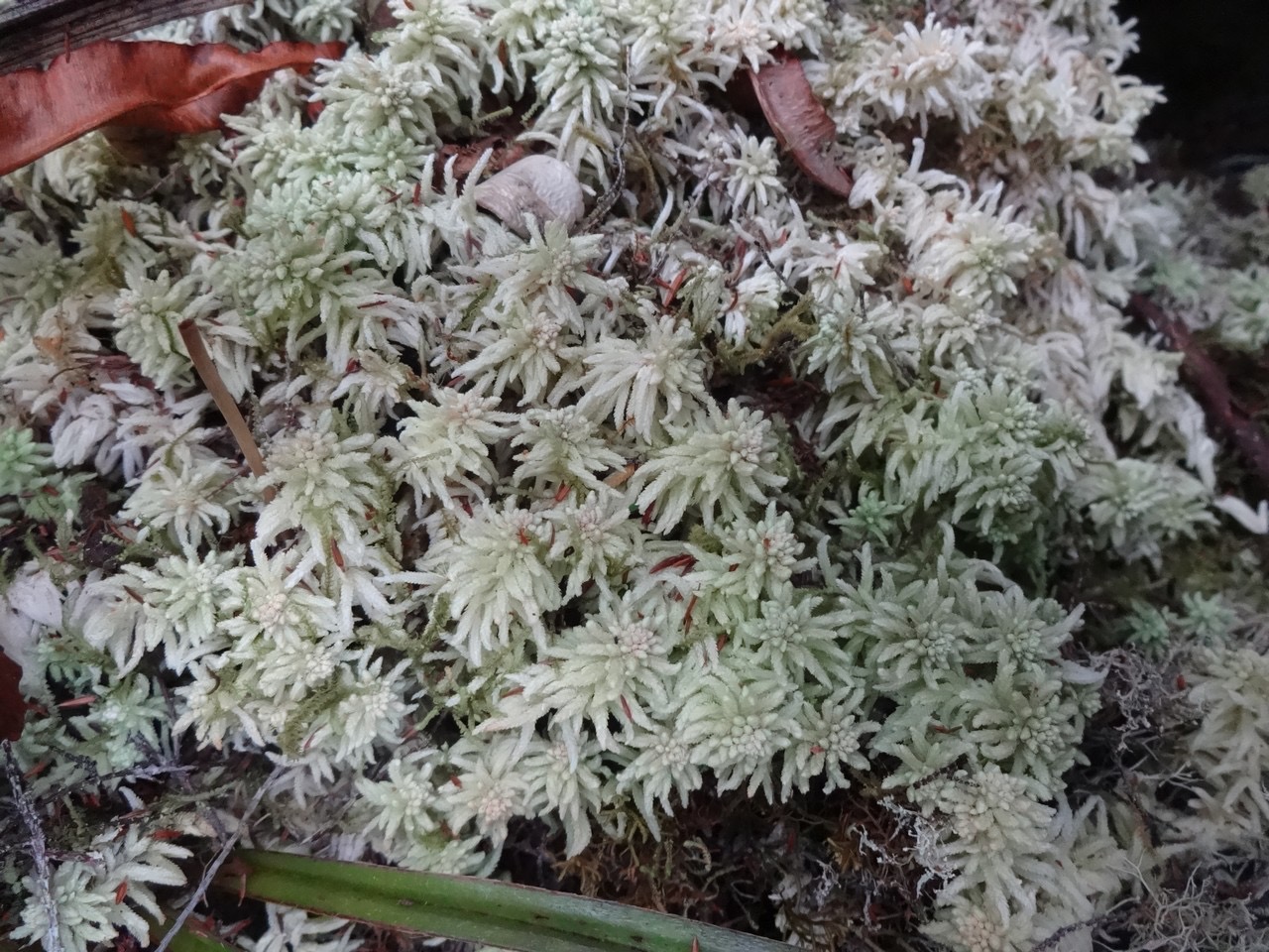 42 Sphaigne DSC07055