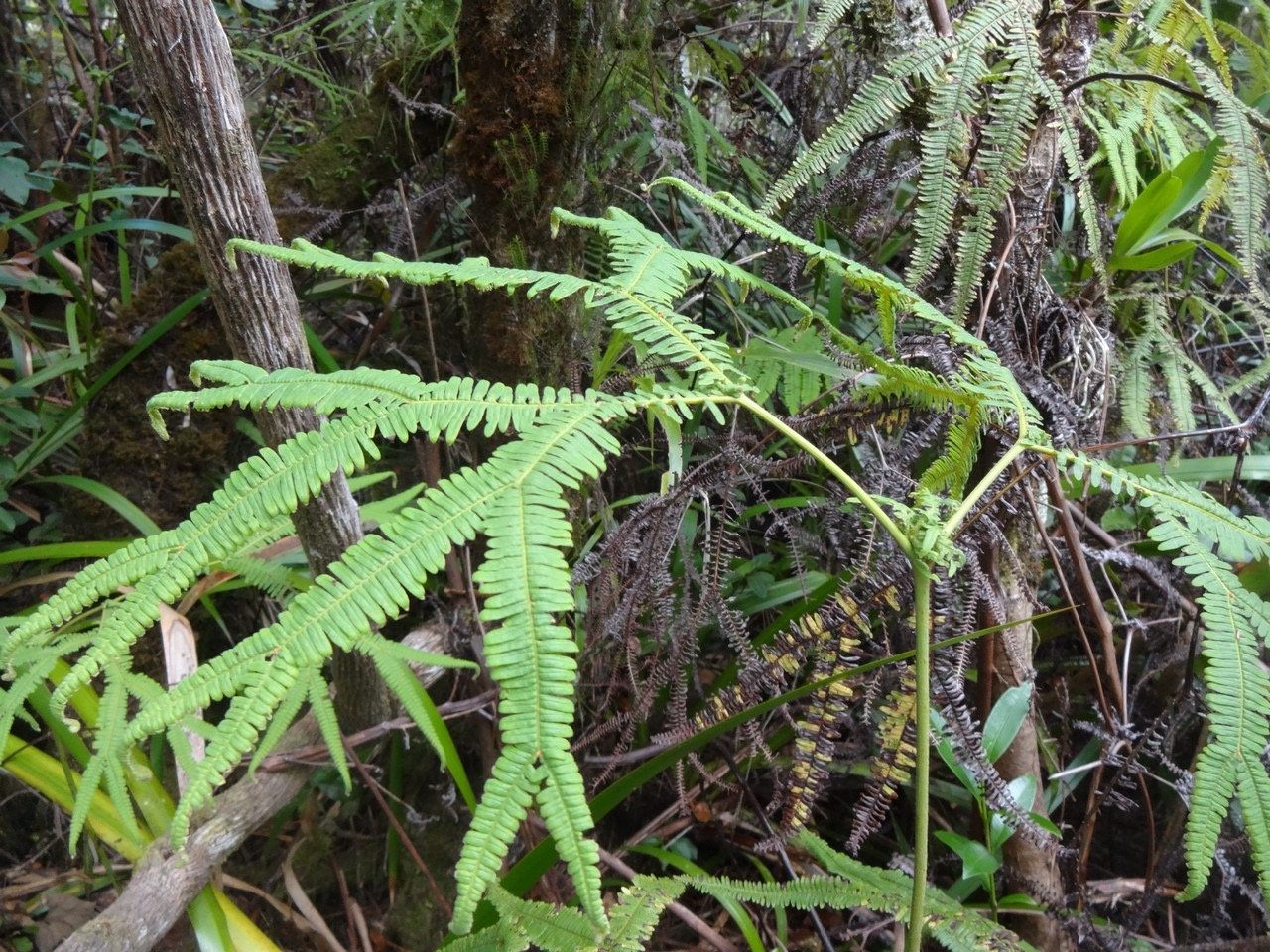 50 1 Sticherus flagellaris DSC06927