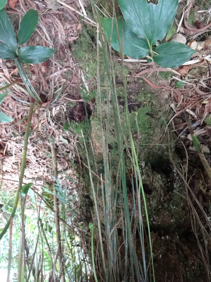 50 10 Vittaria isoetifolia Fougère ficelle DSC07058