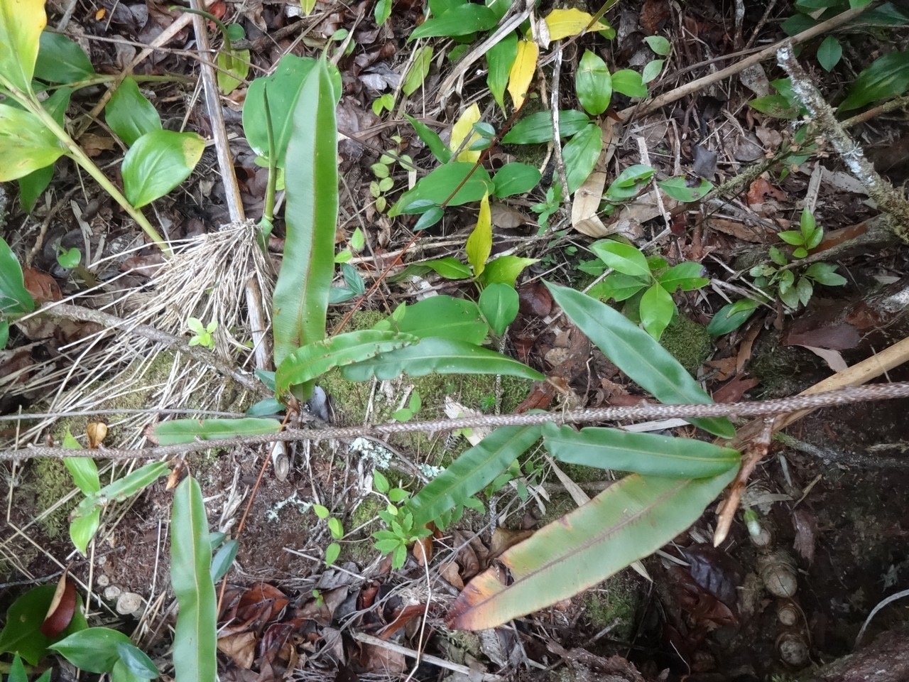 50 2 Oleandra distenta Fougère liane DSC06931