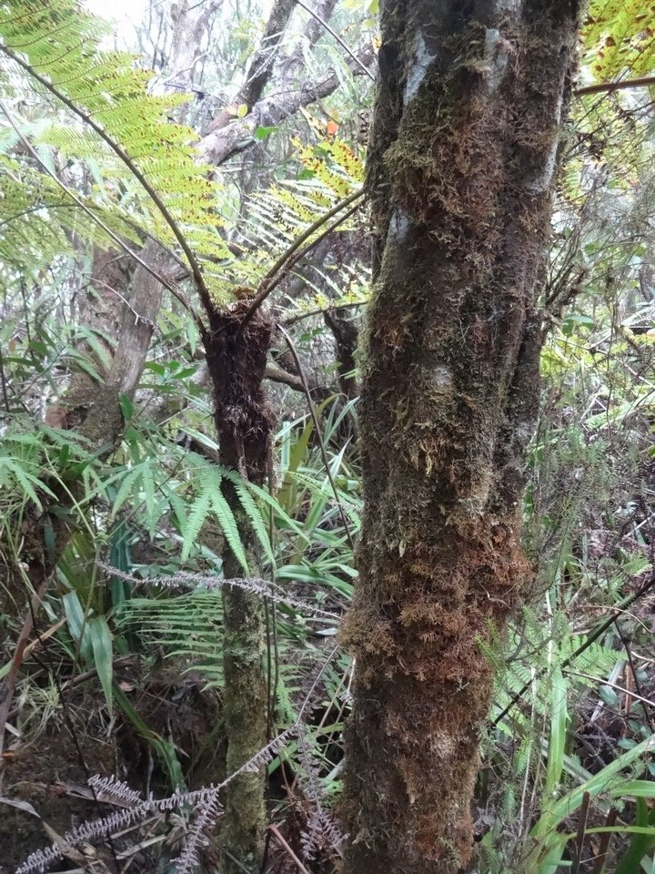 50 3Cyathea borbonica Fanjan mâle et Cyathea excelsa Fanjan femelle Troncs  DSC06945