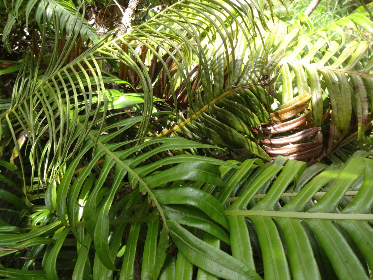 50 5 Blechnum tabulare Fausse osmonde DSC07000