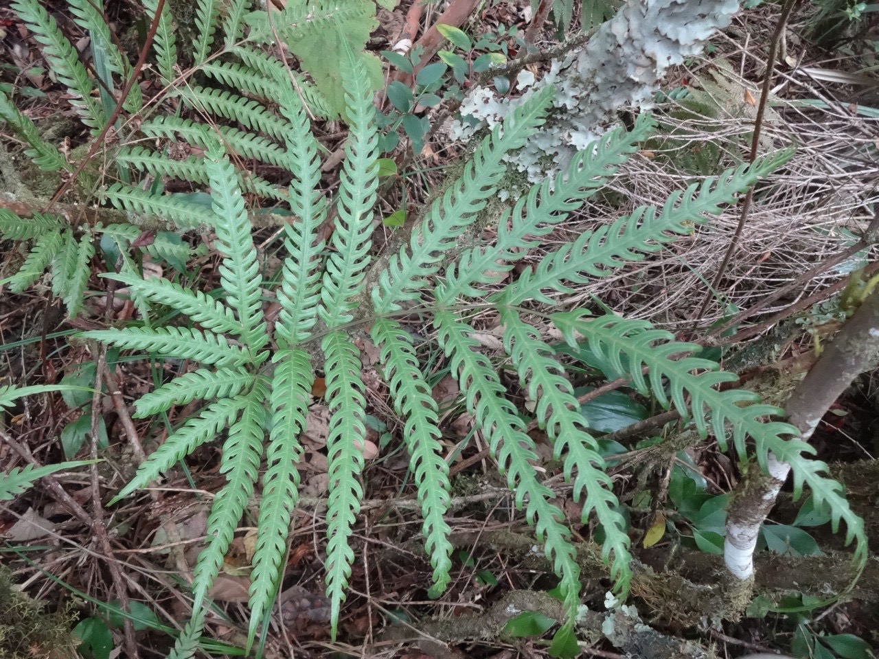 50 6 Pteris DSC07006