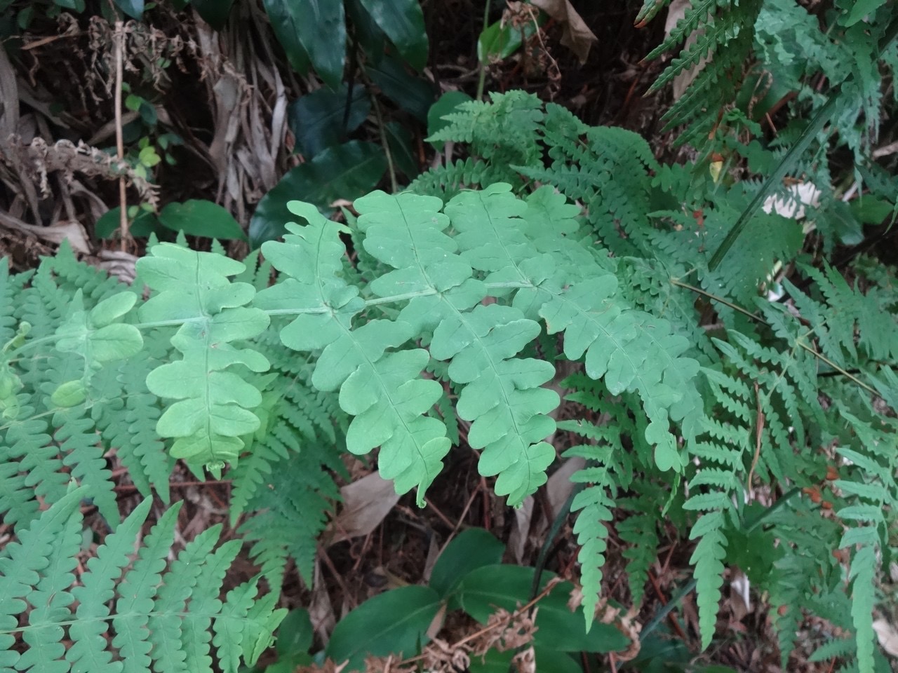 50 8 fougère bleue DSC07036