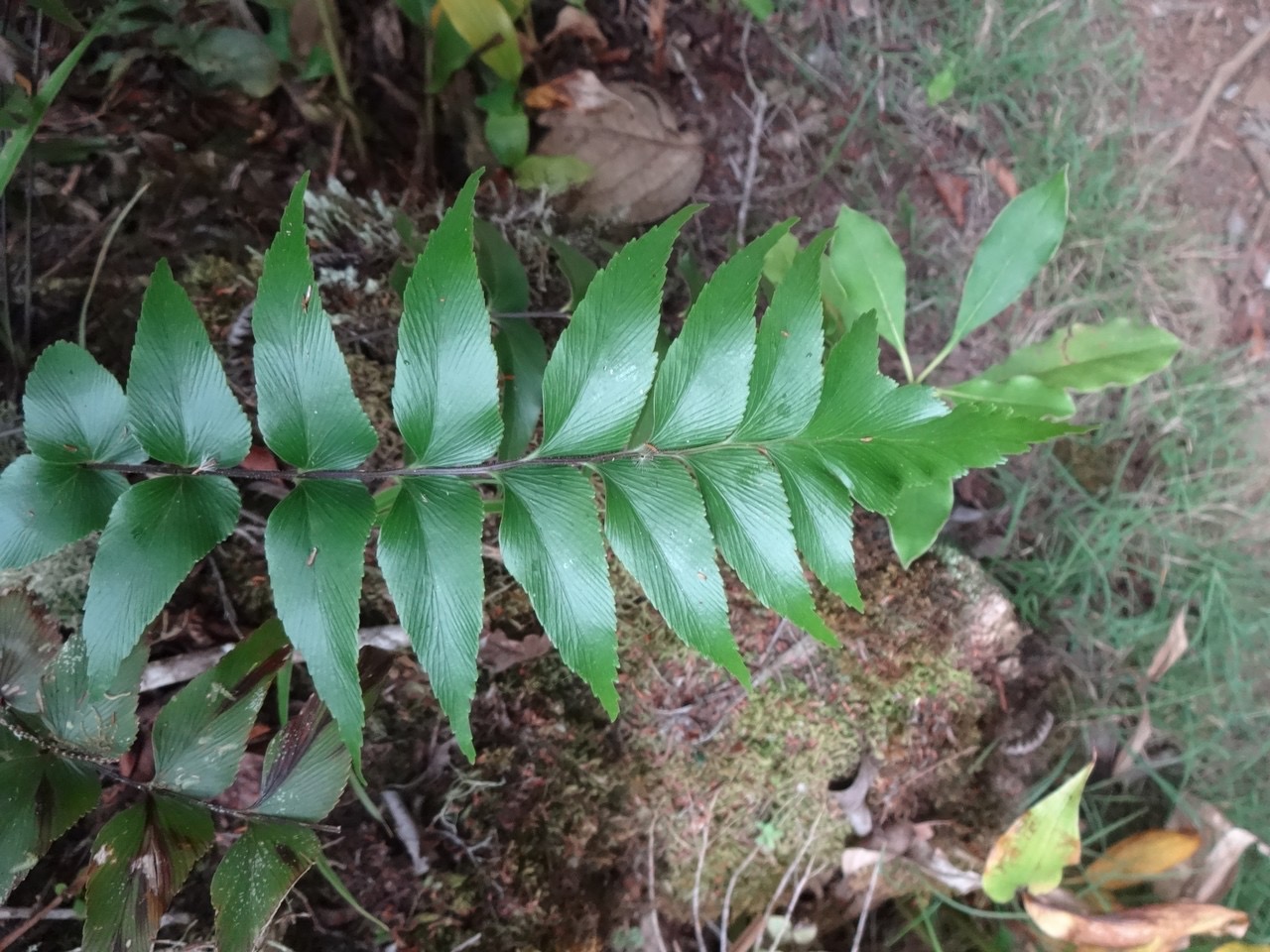 50 9 Asplenium daucifolium Fougère feuille de carotte DSC07039