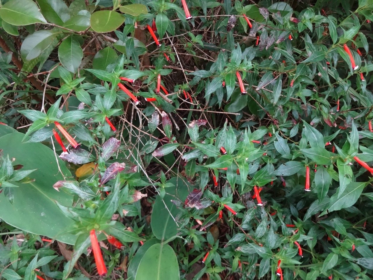 7 Cuphea ignea  Bout de cigarette  Lythracee DSC06970