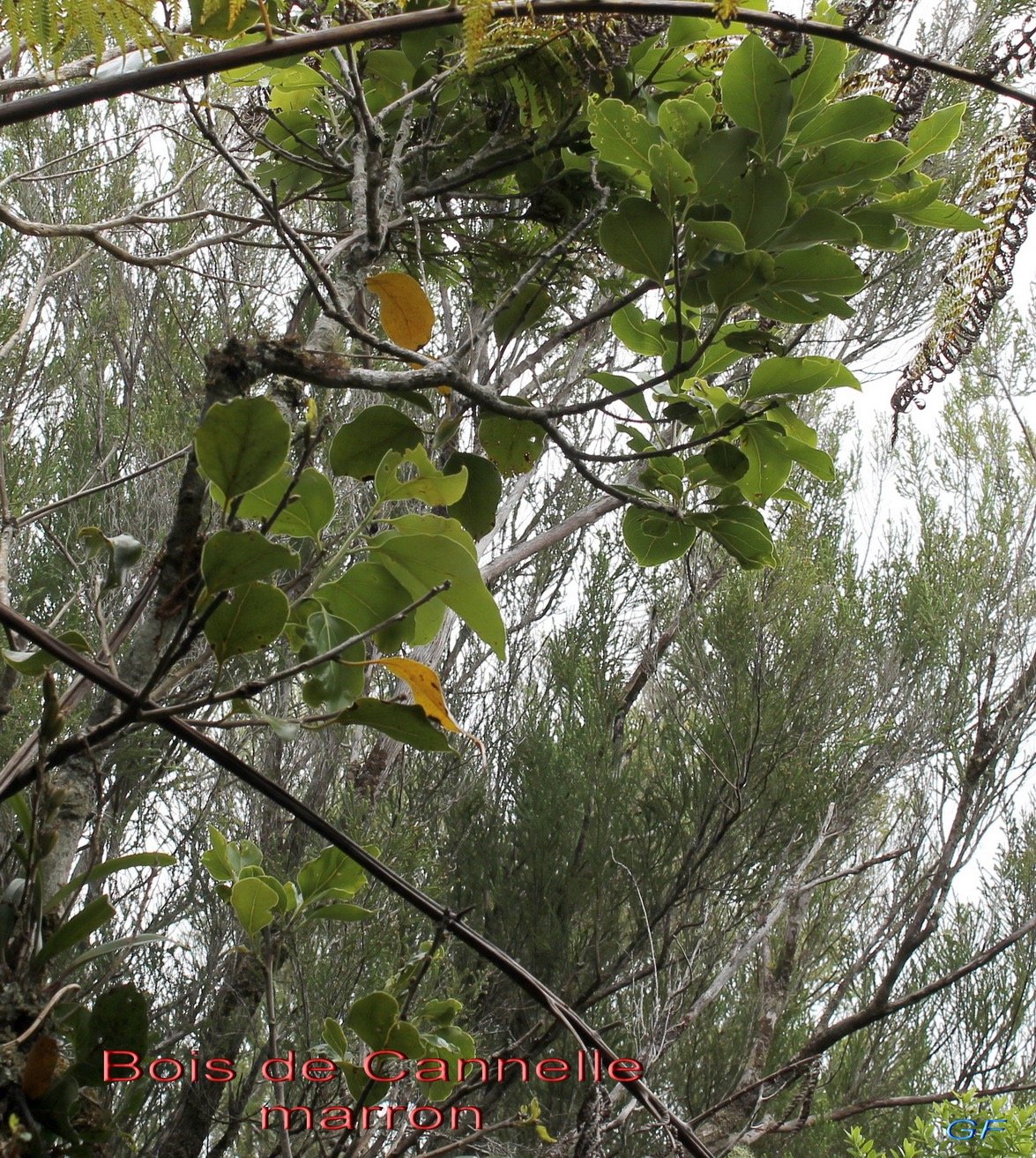 Bois de Cannelle marron- Ocotea obtusata - Lauracée -BM