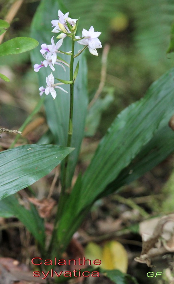 Calanthe sylvatica-3