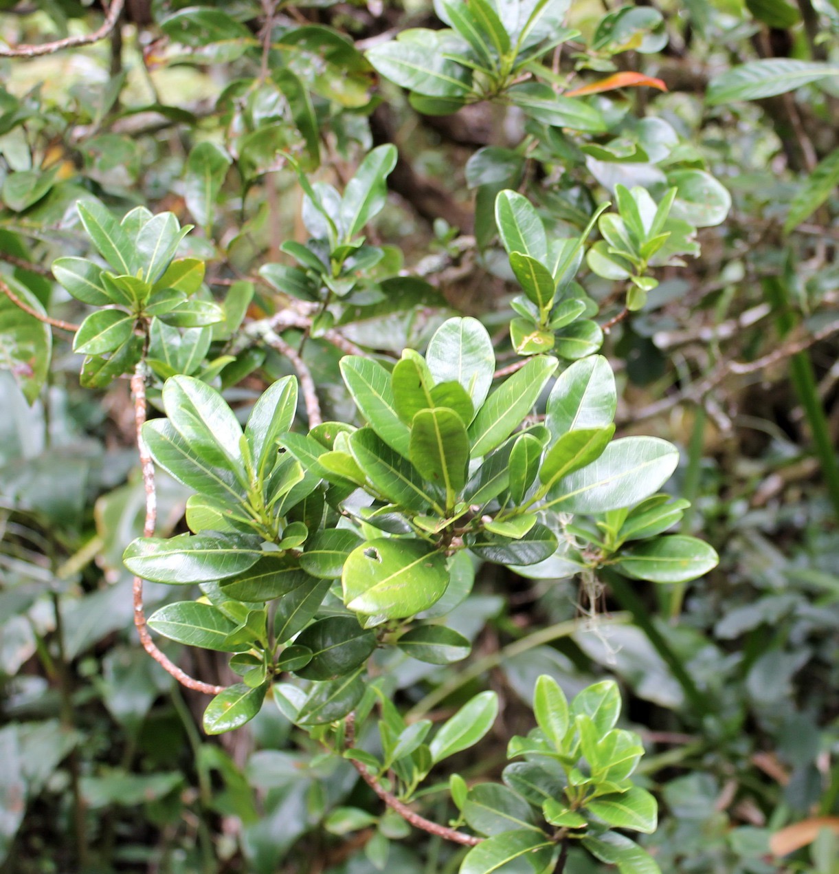 Petit Catafaille- Melicope borbonica- Rutacée- B