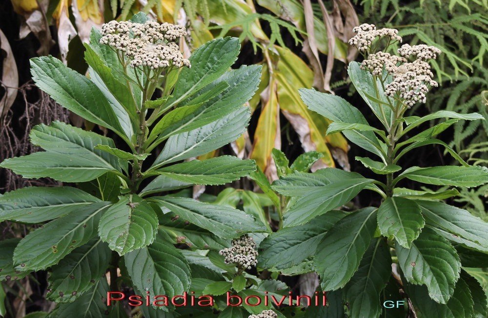 Psiadia boivinii