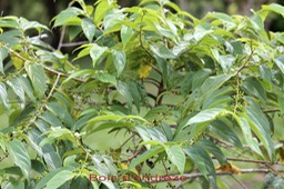 Bois d'andrèze - Trema orientalis-Cannabacée-Cannabacée -I