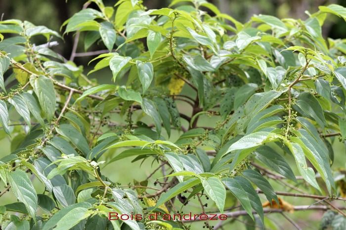 Bois d'andrèze - Trema orientalis-Cannabacée-Cannabacée -I