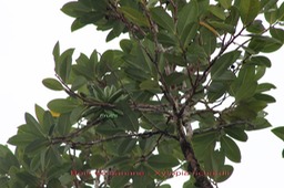 Bois de banane