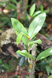 Bois de cabri rouge - Casearia coriacea - M