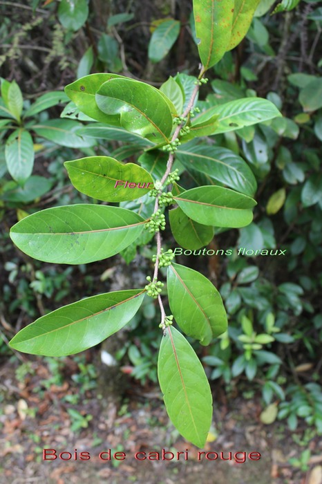Bois de cabri rouge - Casearia coriacea
