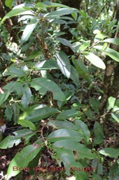 Bois de cabri rouge