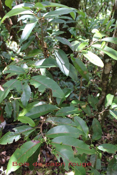 Bois de cabri rouge