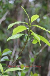 Bois de coeur bleu
