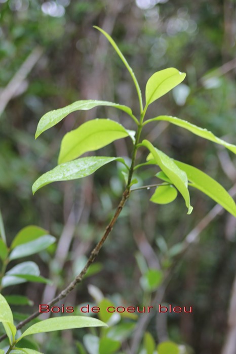 Bois de coeur bleu