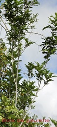 Bois de gaulette - Doratoxylon apetalum - Sapindacée - I