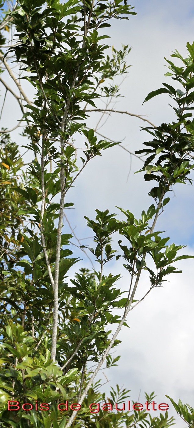 Bois de gaulette - Doratoxylon apetalum - Sapindacée - I