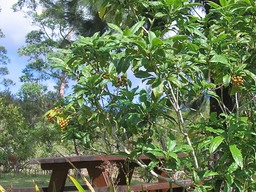 Bois de joli cœur (fruits) IMG_0722