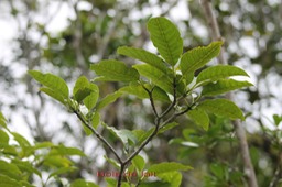 Bois de lait- Tabernaemontana mauritiana - Apocynacée - B