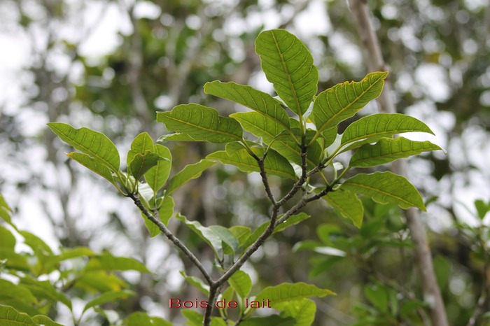 Bois de lait- Tabernaemontana mauritiana - Apocynacée - B