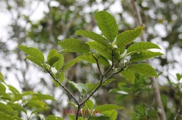 Bois de lait