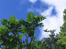 Bois de papaye IMG_0724