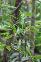 Bois de peau gris - Apodytes dimidiata - Icacinacée- M