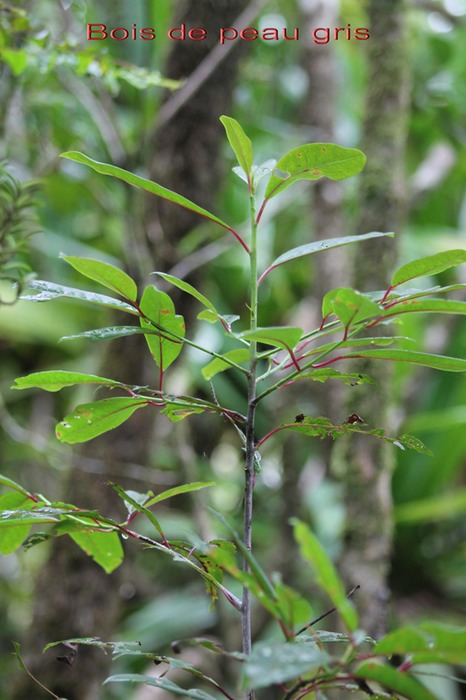Bois de peau gris - Apodytes dimidiata - Icacinacée- M