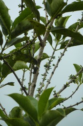 Bois de Piment (2)