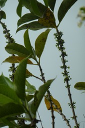 Bois de Piment (3)
