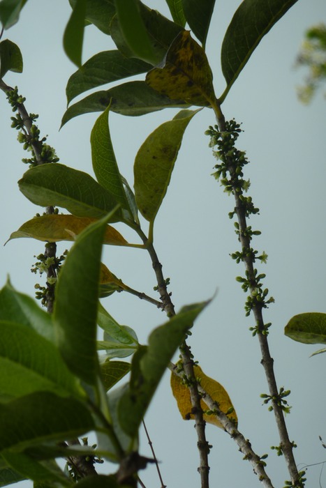 Bois de Piment (3)