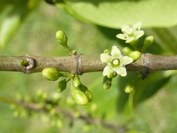 Bois de Piment (4)