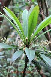 Bois de savon - Badula borbonica- B