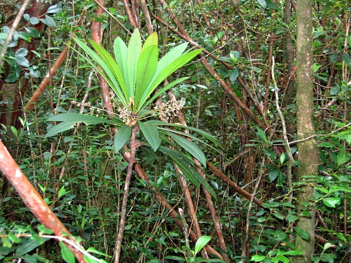Bois de savon IMG_0734