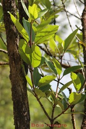 Bois maigre - Nuxia verticillata- Stilbacée- BM