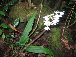Calanthe sylvatica IMG_0740