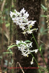 Calanthe