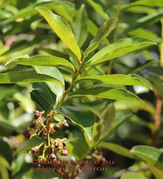 Change écorce ou Goyave marron - Aphloia theiformis-Aphloiacée- I