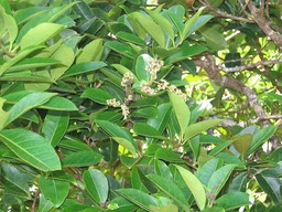 Corce blanc (fleurs) IMG_0725