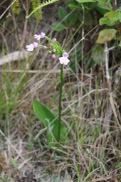 Cynorkis -Orchidacée -I