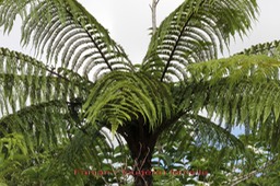 Fanjan femelle - Cyathea excelsa - Cyatheacée - M