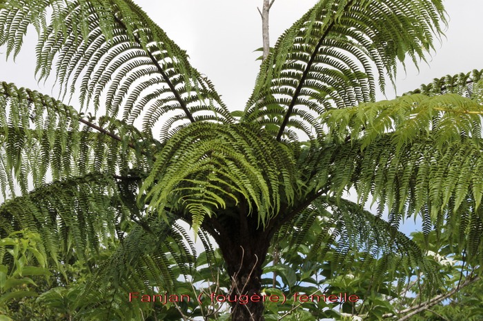 Fanjan femelle - Cyathea excelsa - Cyatheacée - M
