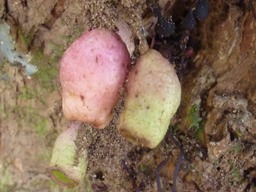 Fleur de Bois de Pomme Grandes Feuilles (2)