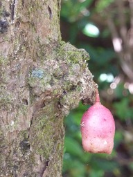 Fleur de Bois de Pomme Grandes Feuilles (1)